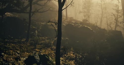 Paisagem de floresta enevoada com luz solar suave filtrando através das árvores