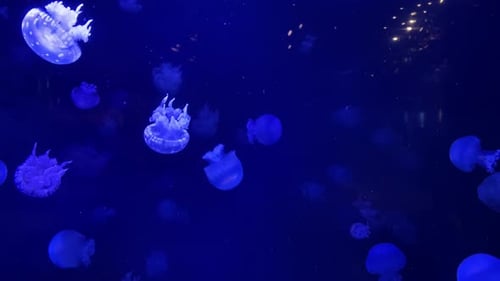 Quallen im Aquarium von Vancouver, beleuchtet von blauem Licht, Art Aurelia aurita