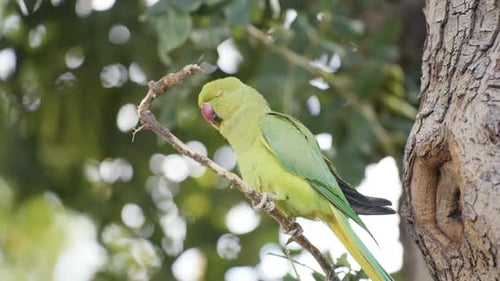 A cute green parrot standing on a tree branch