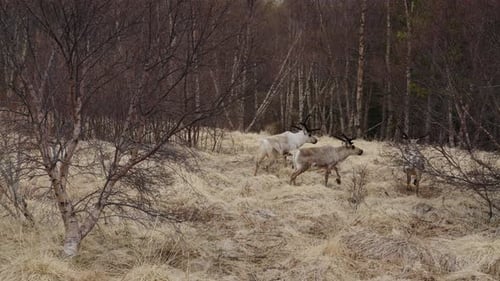 Reindeer Walking In Winter Forest