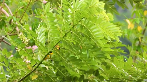 Vibrant green leaves with a hidden Hooded Oriole on a cloudy day