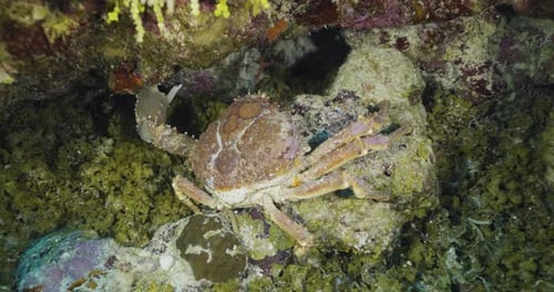 Cozumel.Reef and crab. Mexico. Underwater video.