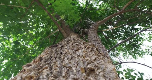 Majestic tree growth urban park nature green environment low angle view sustainability concept
