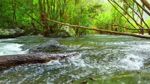 A mesmerizing tropical stream meanders through a lush.