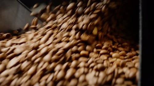 Coffee Beans are Being Promoted on an Industrial Conveyor