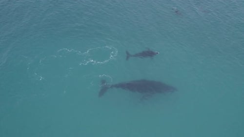 Whales and dolphins
