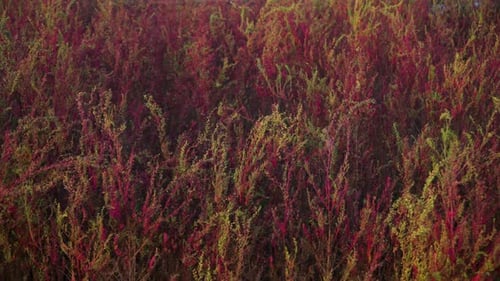 Alpinum herbacé de couleur rose (Suaeda maritima) ou algue herbacée et seablite Annuelle à Gaetg