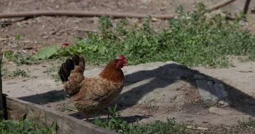 Domestic Hen Chicken Walking Over Rural Landscape With Green Grass. Tracking Shot