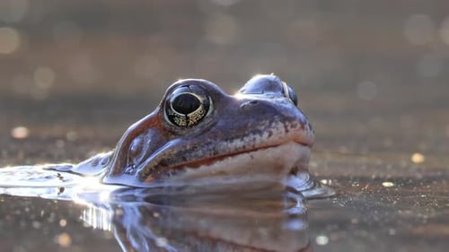 Brown frog (Rana temporaria) close-up in a pond.