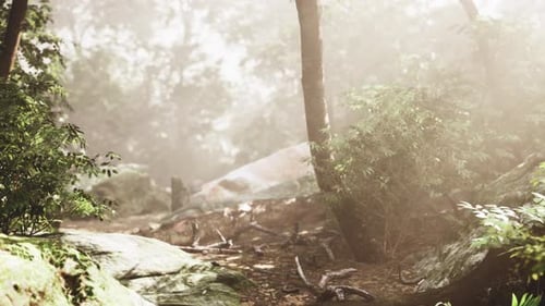 Calm Woodland Area Showing Signs of Vitality and Peaceful Growth