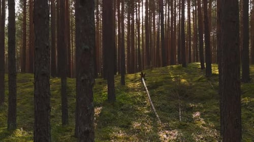 Ruhiger Sommerwald Genießen Sie die Ruhe eines Waldes voller majestätischer Tannen und