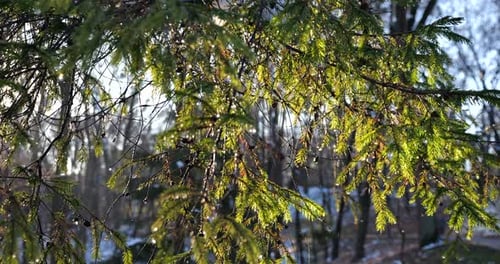 Evergreen Branches Gleaming in Winter Sunlight