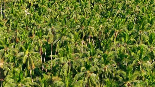 Lush palm tree landscape viewed from above during sunny weather