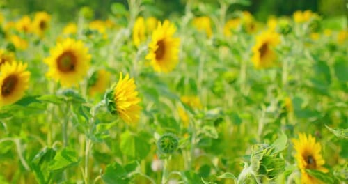 Vibrant Sunflowers Bloom in Summer Field