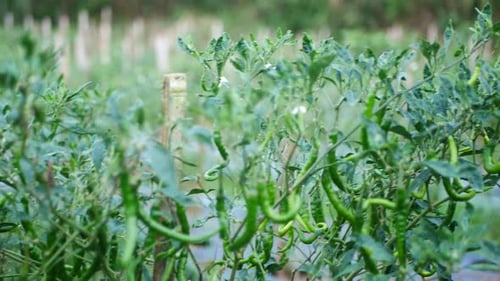 vegetais de pimenta