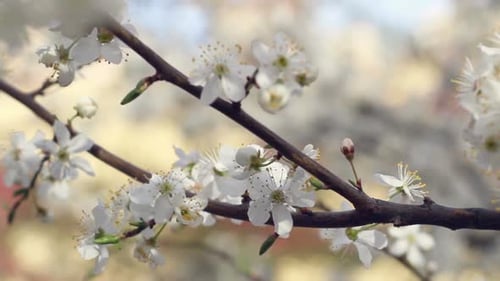 Cherry Branch with Blossoming Flowers. Panorama on Young Spring Branch with Cherry