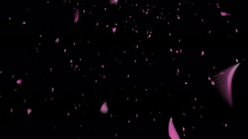 Louts rosa Blütenblätter, die auf schwarzem Hintergrund herunterfallen