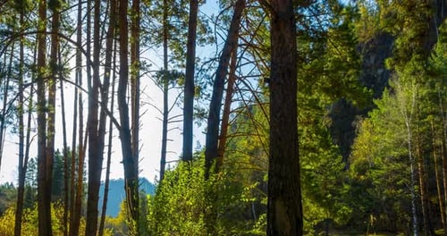 Immergrüne Bergkiefernwälder, Zeitraffer im Sommer oder Herbst, Wilde Natur, klares Wasser