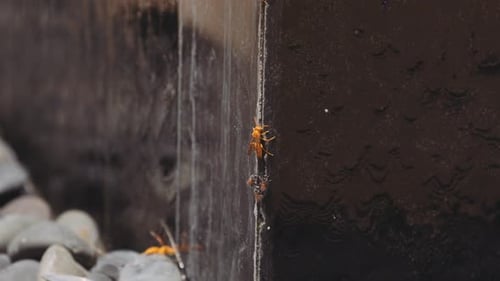 Yellow Paper Wasp And Bees Eating Salt From Waterfall - close up