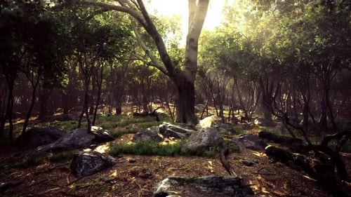 Morning Forest Serenity Dewy Morning Glow Ignites Tranquil Woodland Scenes