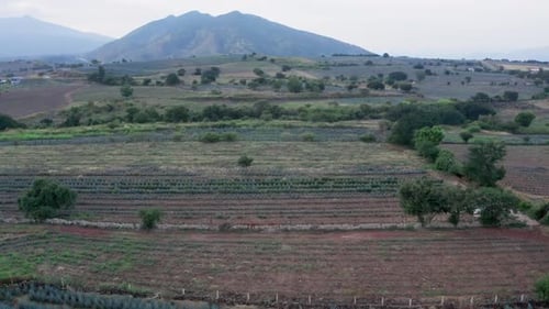Agave field in Tequila, Mexico 7