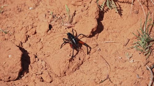 Cricket noir aux pattes rouges errant dans le désert d'Escalante