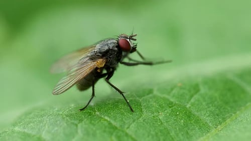 Housefly Cleans Itself on a Green Leaf