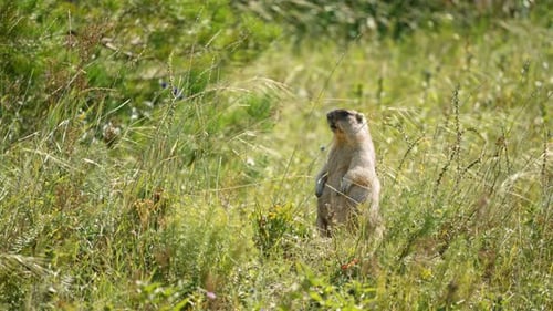 Murmeltier steht und beobachtet auf der grünen Wiese