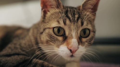 Close Up of Alert Brown Tabby Cat
