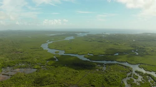 Aerial View of Mangrove Forest and River