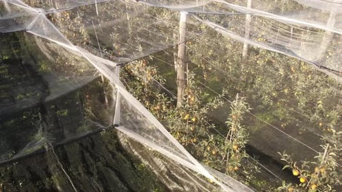 Apple Trees in Orchard with Protection Net. Aerial View.