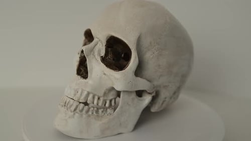Menschlicher Schädel dreht sich auf heller Oberfläche, isolierter Studiohintergrund. Alter weißer Totenkopf