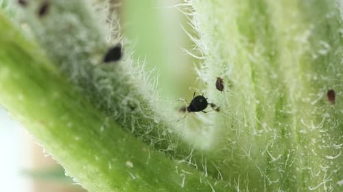 Closeup Exploration of Insects on Plant Stems in Urban Garden
