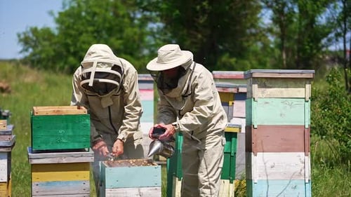 One of the beekeepers uses smoker to calm down bees.