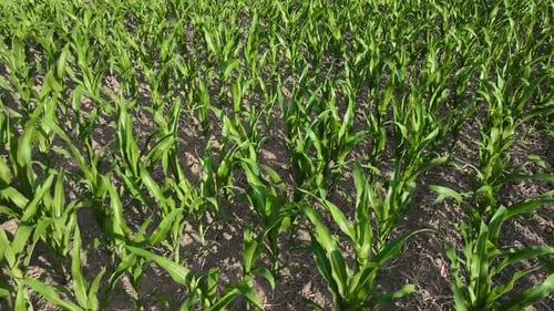 Cornfield Low Aerial View Maize Field Sustainable Organic Agriculture Green Corn Field Global Food