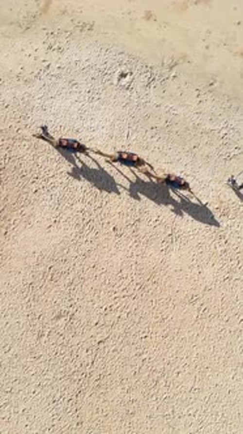 Vue d'en haut des ombres de la caravane de chameaux par temps ensoleillé