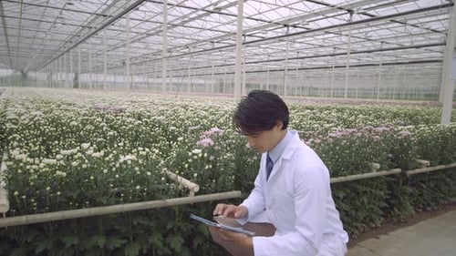 MS Scientist examining plant and using digital tablet in greenhouse