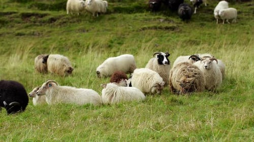Sheep in Iceland Animal Herd Walking in Pure and Untouched Landscape Nature Icelandic Countryside