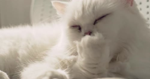 Flauschige weiße Perserkatze sitzt auf einem Stuhl und leckt sich die Pfote, während sie sich leicht verengt pflegt