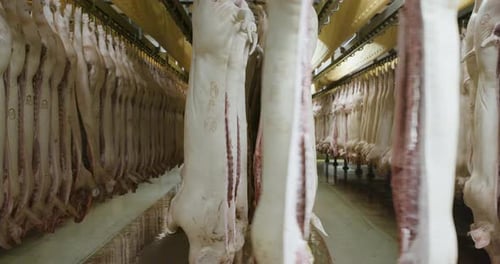 Pigs hanging on hooks in big industrial laughterhouse in Denmark