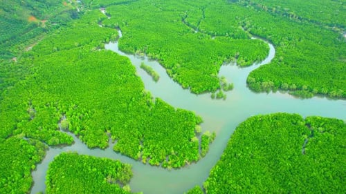 Beautiful view of green mangrove forests and winding rivers