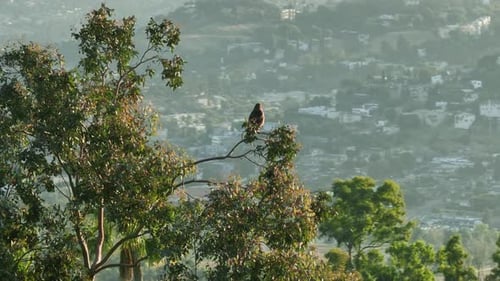 Epic Aerial Shot of Large Redtailed Hawk Sitting on Tree Brunch at Hollywood