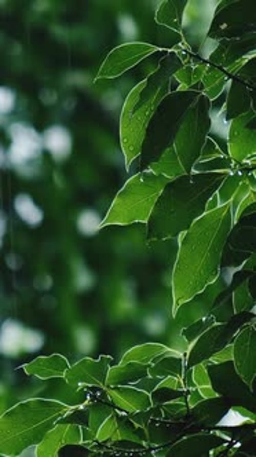 De fortes pluies tombent sur les feuilles des arbres dans la forêt.