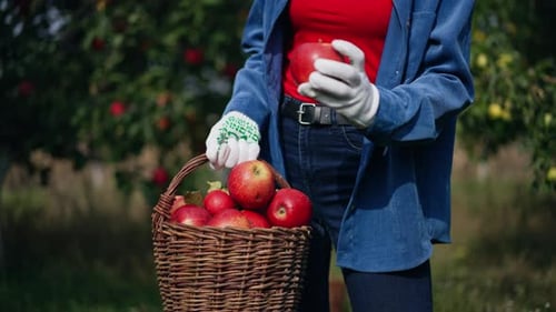 Mujer desconocida con camisa azul, jeans y guantes que sostiene una canasta llena de manzanas maduras.