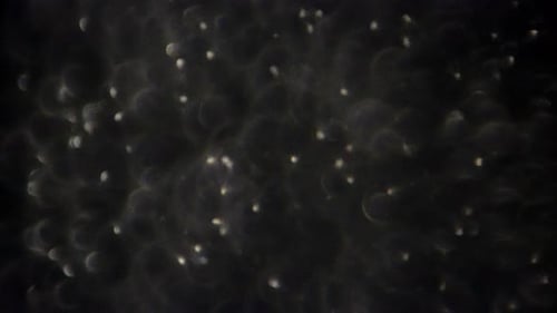 Les spermatozoïdes nagent dans le liquide séminal.