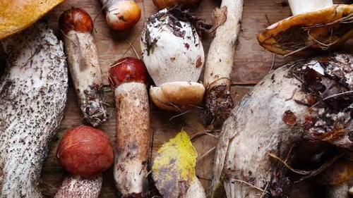 Variety of Fresh Wild Mushrooms on Rustic Surface