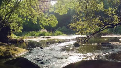 Tranquil river downstream with sunlight reflection on water surface, Beautiful Forest landscape