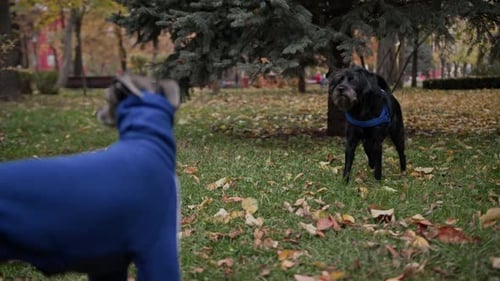 Dog breed Italian Greyhound in the park in a suit