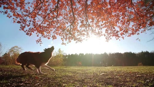 Closeup Shot of Cute Dog Playing in Beautiful Natural Environment
