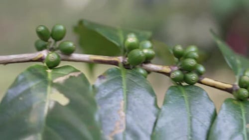Unripe Green Coffee Cherries On Branch